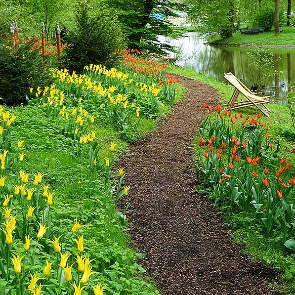 Das Bild zeigt einen Gartenweg, der sich sanft durch eine üppige, grüne Landschaft schlängelt. Der Weg ist mit braunem Mulch bedeckt und führt zu einem ruhigen See, der im Hintergrund leicht zu sehen ist. Entlang des Weges befinden sich zwei Beete mit Tulpen. Auf der linken Seite blühen zahlreiche gelbe Tulpen in voller Pracht. Ihre leuchtend gelben Blüten kontrastieren mit dem satten Grün des umgebenden Grases. Die Tulpen stehen dicht gedrängt und bilden einen dichten, farbenfrohen Teppich. Auf der rechten Seite des Weges wachsen rote Tulpen, die mit ihren intensiven Farben einen lebendigen Farbtupfer bilden. Die roten Tulpen sind ebenfalls in großer Zahl vorhanden und prägen das rechte Beet. Ein hölzerner Liegestuhl steht rechts neben dem Weg, in der Nähe der roten Tulpen, und lädt zum Entspannen und Genießen der friedlichen Atmosphäre ein. Der Hintergrund des Bildes zeigt einen ruhigen See, der sich ruhig und spiegelglatt präsentiert, sowie grüne Bäume und Sträucher, die dem Bild eine ruhige und friedliche Atmosphäre verleihen. Die gesamte Szene strahlt Ruhe und Gelassenheit aus und vermittelt ein Gefühl von Frieden und Harmonie. Der Himmel ist nicht direkt sichtbar, aber die allgemeine Beleuchtung deutet auf einen hellen, sonnigen Tag hin. Im Hintergrund sind auch einige Strukturen zu erkennen, die auf einen Park oder Garten hinweisen, aber keine Details sind zu erkennen. Die Gesamtatmosphäre des Bildes ist friedlich, romantisch und einladend.